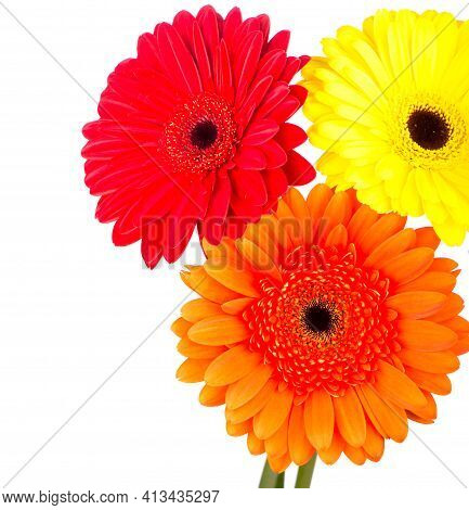 Beautiful Gerbera Flowers Isolated On White Background
