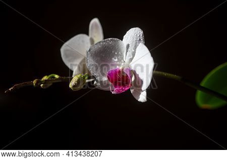 Orchid Flower. Spring Garden. Phalaenopsis Growing. Floral Concept. Orchidea Decorative Flowers