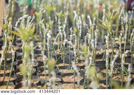 Grafted Avocado Plant Tree Grafting In Nursery House. Avocados Propagation