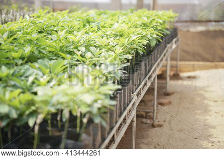 Grafted Avocado Plant Tree Grafting In Nursery House. Avocados Propagation