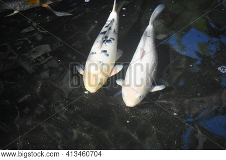 Cute Pair Of Koi Fish In A Fresh Water Pond