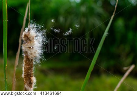 Broadleaf Cattail Also Known As Bulbrush Flowers With Seeds Float Away In The Wind Which Known As Se