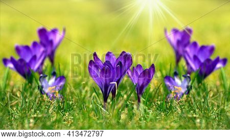 Crocus (plural: Crocuses Or Croci) Is A Genus Of Flowering Plants In The Iris Family. Flowers Close-