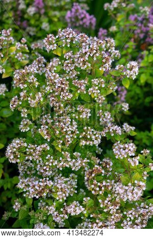 Purple Flowers Of Origanum Vulgare Or Common Oregano, Wild Marjoram. Sunny Day.