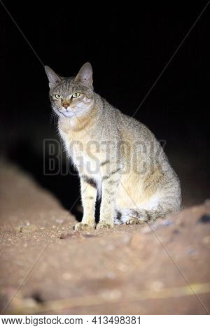 The African Wildcat (felis Silvestris Lybica) Sitting In The Road Dust. A Wild African Cat With Gree