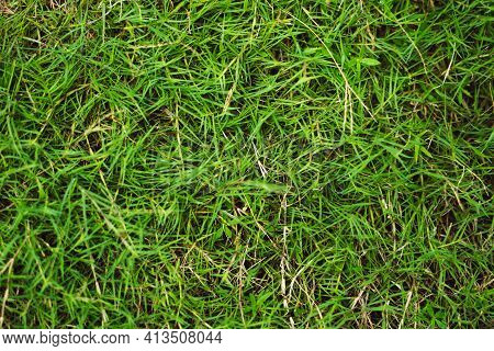Abstract Natural Background. Collection With Different Colour Tones Of Green Grass, Copy Space. Summ