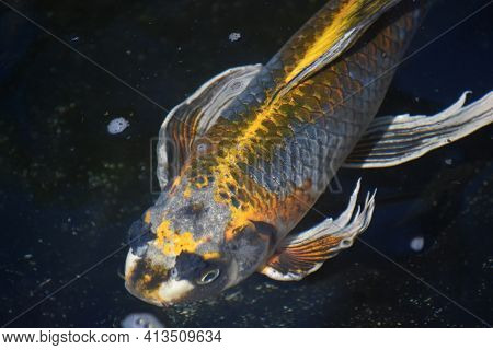 Beautiful Koi Fish In A Fresh Water Pond