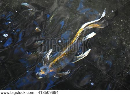 Adorable Japanese Koi Fish Swimming In A Pond