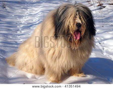 Cezar