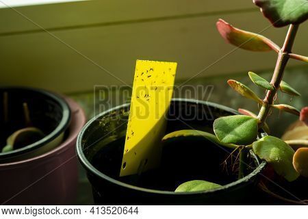 some dark-winged fungus gnats are stuck on a yellow sticky trap