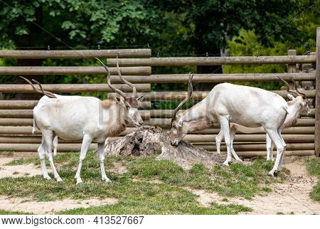 A Herd Of Beautiful White Antelopes Addax