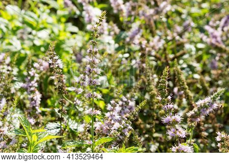 Peppermint, A Medicinal Fragrant Plant, Blooms In The Garden, Summer Background. Sunny Day.