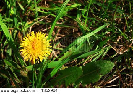 Flowers Yellow Dandelion Taraxacum Officinale. Detail Of Bright Common Dandelions In The Meadow In S