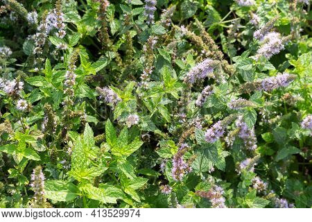 Peppermint, A Medicinal Fragrant Plant, Blooms In The Garden, Summer Background. Sunny Day.