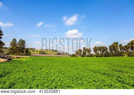 Wide green meadow with lush tall grass. Flock of sheep and rams is driven along a dirt road around the meadows. Spring green world. Warm sunny february day in Israel. 