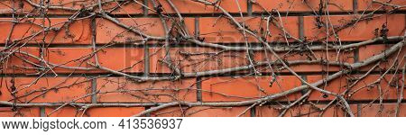 The Background And Texture Of The Red Brick Wall, With Dry Creeping Vines. Light-red Brick Surface W