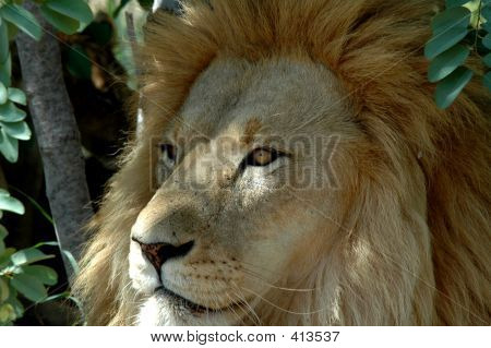 Aslan