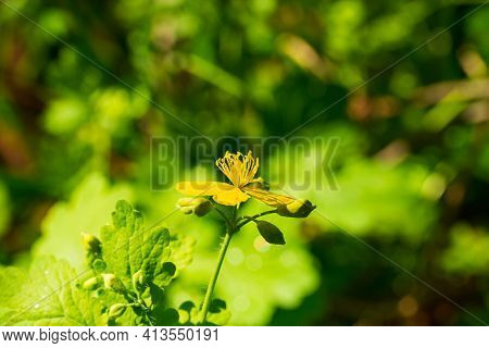 Macro Photo Of Nature Yellow Flowers Of Celandine. Background Blooming Flowers Plant Celandine.