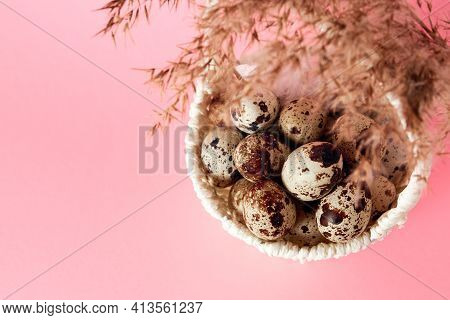 White Basket Full Of Quail Eggs And Dry Grass Branch On Pink Paper Background. Copy Space. Banner. E