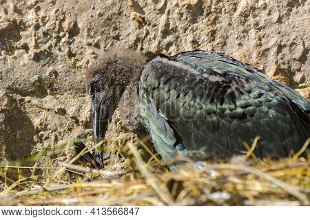 A Waldrapp Ibis Nestling In The Rocky Nest