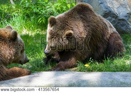 European Brown Bears Are Laying On The Ground