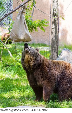 Brown Bear Is Playing With A Jute Bag