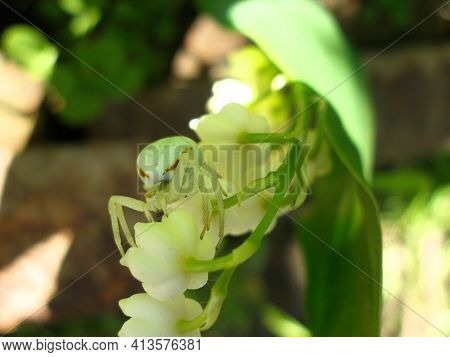 Light Green Spider Sits On A White Lily Of The Valley. Micrommata Virescens