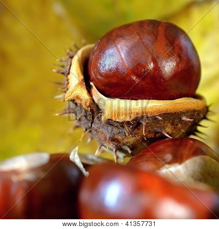chestnuts