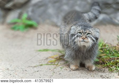 Pallas's Cat (otocolobus Manul). Manul Is Living In The Grasslands And Montane Steppes Of Central As