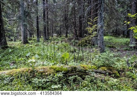 Foopath In Coniferous Forest, Low Tatras Mountains, Slovak Republic. Hiking Theme. Seasonal Natural 