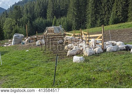 Automatic Milking Sheep, Farm In Low Tatras Mountain, Slovak Republic. Milk Production Theme.