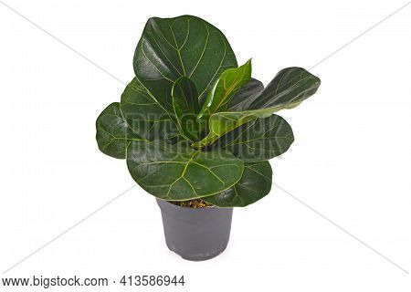 Tropical Fiddle Leaf Fig Houseplant In Flower Pot Isolated On White Background