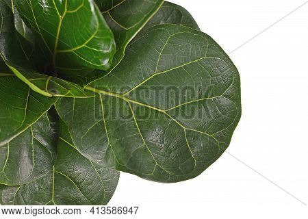Close Up Of Leaf Of Tropical Fiddle Leaf Fig Houseplant Isolated On White Background