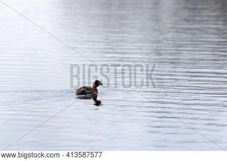 Cute Small Water Bird Little Grebe, Tachybaptus Ruficollis, Swimming On A River Hunting For Food.