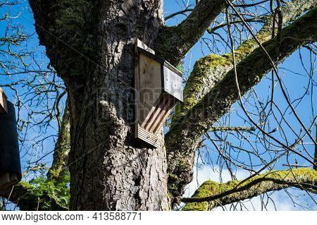 Wooden Bat House Attached To A Tree In Ireland