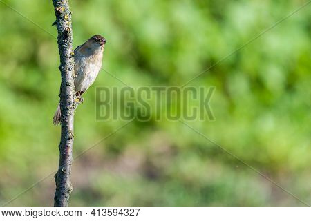 Warbler Or Acrocephalus Bird On A Dry Branch.