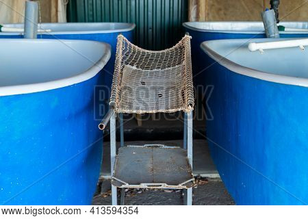 Table For Extracting Sturgeon Caviar From An Adult Fish On Fish Farm.
