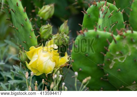 Closeup Of Yellow Opuntia Ficus-indica Flowers In A Garden.