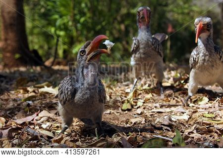 Red-billed Hornbill (tockus Rufirostris) Sitting On The Ground.an African Hornbill With Food In Its 