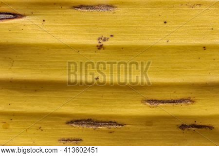 The Yellow Background Is Derived From The Banana Leaves That Have Withered.