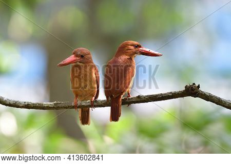 Pair Of Ruddy Kingfisher (halcyon Coromanda) Beautiul Brown To Red Birds Resindential In Thailand Ma