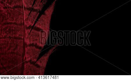 Pheasant Feather On Black Isolated Background. Teksture