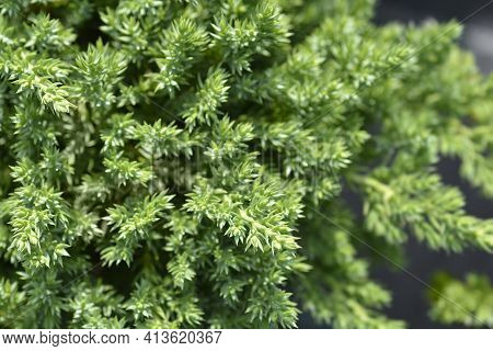 Dwarf Japanese Garden Juniper - Latin Name - Juniperus Procumbens Nana
