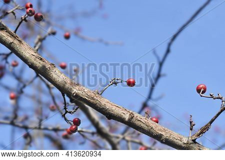 Common Hawthorn Branch With Fruit - Latin Name - Crataegus Monogyna
