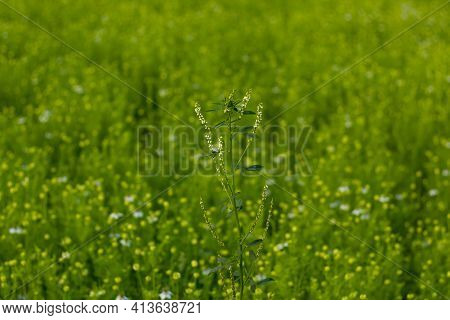 Purple Or White-tinged Nigella Sativa Flowers With White Sweetclover Or Melilotus Albus Tree