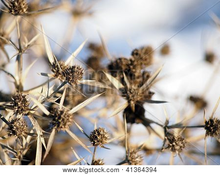 Eryngium Campestre (Eryngo pole) rostlin v zimě
