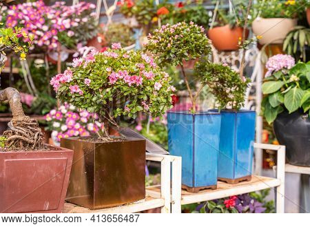 hanging Hybrid pentunias flower in basket