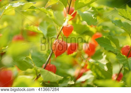 Bright Orange Lantern Image Photo Free Trial Bigstock