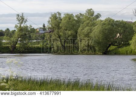 A Group Of Trees On The Shore Of A Lake On A Summer Day