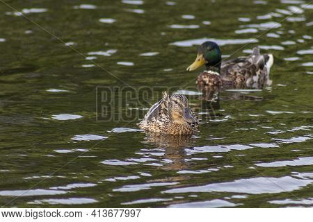 Wild Ducks On The Green Water Of The Pond